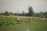 Listing of Local Worksites