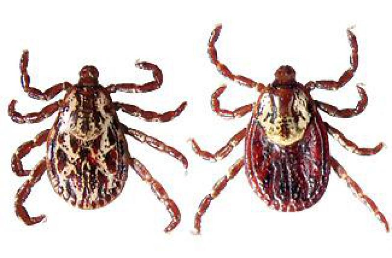 Two ticks are pictured side by side. They both have eight legs and a tiny head. The left tick has much more white than the right tick. The right tick has a white crescent on it's back.