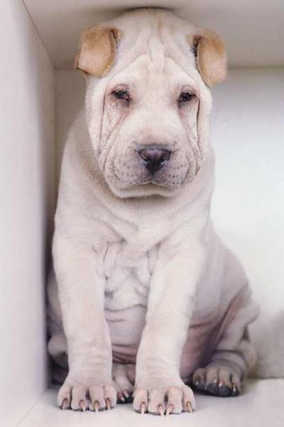 A small white puppy is seen in the corner of a white box. The puppy has very wrinkly skin with short, brown ears, a small, dark brown nose, and tiny black eyes.
