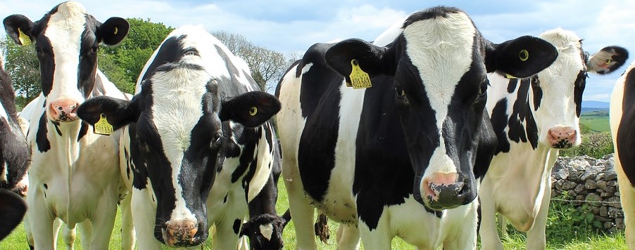Four Holstein cows standing in a row, moo moo moo moo. 